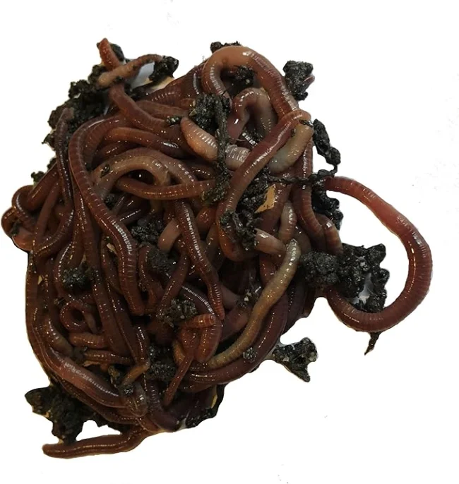 Uncle Jim’s Worm Farm – Red Wiggler Worms